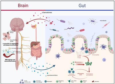 Bidirectional communication of the gut-brain axis: new findings in Parkinson’s disease and inflammatory bowel disease